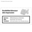 Edmonto_skin_label.jpg Dinosaur Hadrosaur Skin Impression