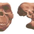 1.png Human Evolution: exclusive pack of 5 skulls