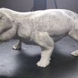 20231011_211131.jpg Lystrosaurus