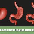 BIOETH ACESS TRO EEL Od! Stomach Cross Section Anatomy