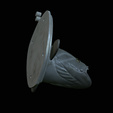 White-grouper-head-trophy-10.png fish head trophy white grouper / Epinephelus aeneus open mouth statue detailed texture for 3d printing