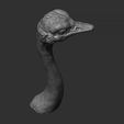 12.jpg Ostrich head
