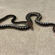 Serpent et serpent à sonnettes