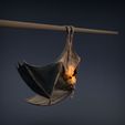 Flying_fox_3.jpg Renard volant - Chauve-souris frugivore