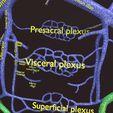 PSfinal0064.jpg Human venous system schematic 3D