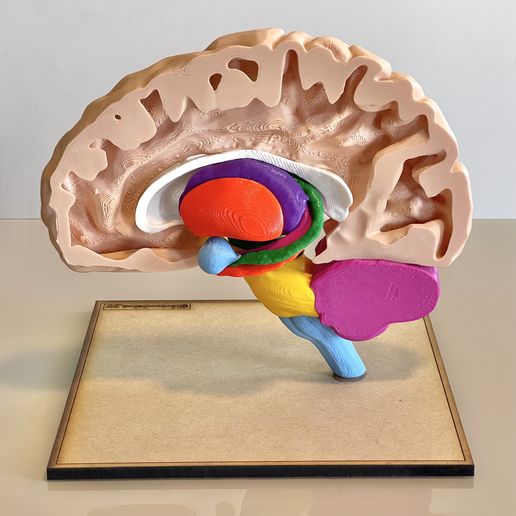 Thalamus, Brainstem & Mid-Sagittal Brain Anatomy