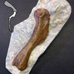para_humerus02.jpg Fichier OBJ gratuit Os de bras de bébé Parasaurolophus・Modèle imprimable en 3D à télécharger