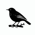 Mr_Blackbird