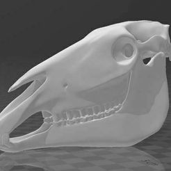 cráneo.JPG horse skull - part 1