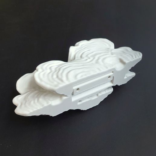 02.jpg Prateleira de cogumelos " Stereum Ostrea