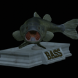 Bass-mouth-2-statue-4-3.png fish Largemouth Bass / Micropterus salmoides in motion open mouth statue detailed texture for 3d printing