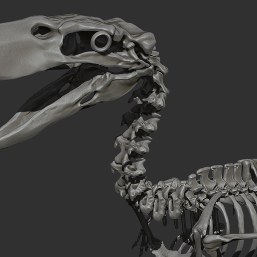 Kelenken-skeleton-matcap-3.png Kelenken guillermoi - terror bird skeleton 3D print model