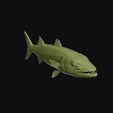 barracuda_0003.jpg Barracuda