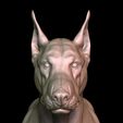 9.jpg Doberman