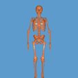 20220406_121520.jpg ESQUELETO 3D