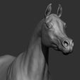 19.jpg Horse Breeds Collection