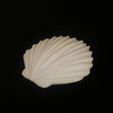 416893658_1138918750383008_4216485746040418113_n.jpg Sea Shell Clam(s)