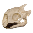 Aldabra-Tortoise-Skull.png Aldabra Tortoise Skull