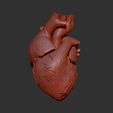 2.jpg HUMAN HEART