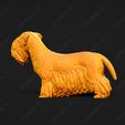 3379-Cesky_Terrier_Pose_03.jpg Cesky Terrier Dog 3D Print Model Pose 03