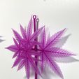 9A8FD910-8965-4647-895C-08738436C802.jpeg 杂草藤蔓、植物和装饰品
