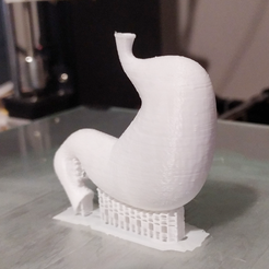 Estomac-impression-3d-01.png Free STL file Stomach as realistic as possible・3D print design to download