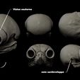 hibou.jpg " Skull pack x4 (Pitbull-Mammoth-Chat-Owl) " : 3D file for sale