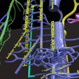 PSfinal0063.jpg Human venous system schematic 3D