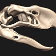 04.jpg Terror bird- birds terror skull in 3D
