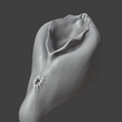 5.png Anatomical 3D Model of a Realistic Female Vagina - STL for 3D Printing