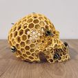 IMG_3756.jpg Honeycomb Skull