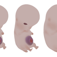 6_Weeks_Diffuse_Color.png 6 Weeks Human embryonic (baby stages)