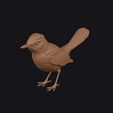 catbird_0015.jpg Catbird