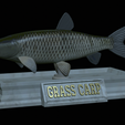 Grass-carp-statue-4.png fish grass carp / Ctenopharyngodon idella statue detailed texture for 3d printing