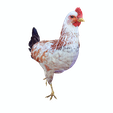 PNGII.png CHICKEN CHICKEN - DOWNLOAD CHICKEN 3d Model - animated for Blender-Fbx-Unity-Maya-Unreal-C4d-3ds Max - 3D Printing HEN hen, chicken, fowl, coward, sissy, funk- BIRD - POKÉMON - GARDEN