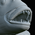 Dentex-trophy-61.png fish Common dentex / dentex dentex trophy statue detailed texture for 3d printing