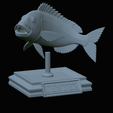 Dentex-trophy-68.png fish Common dentex / dentex dentex trophy statue detailed texture for 3d printing