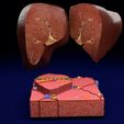 file-2.jpg Modèle 3D de l'histologie du lobule hépatique
