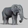 R03.jpg african elephant pose 01