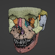 15.png 3D Model of Skull and Skull Bones