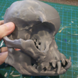 7.png Pug skull