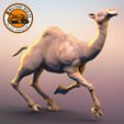 Camel-Dromedary-3.png Camel Dromedary #3