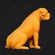 3046-Bullmastiff_Pose_06.jpg Bullmastiff Dog 3D Print Model Pose 06