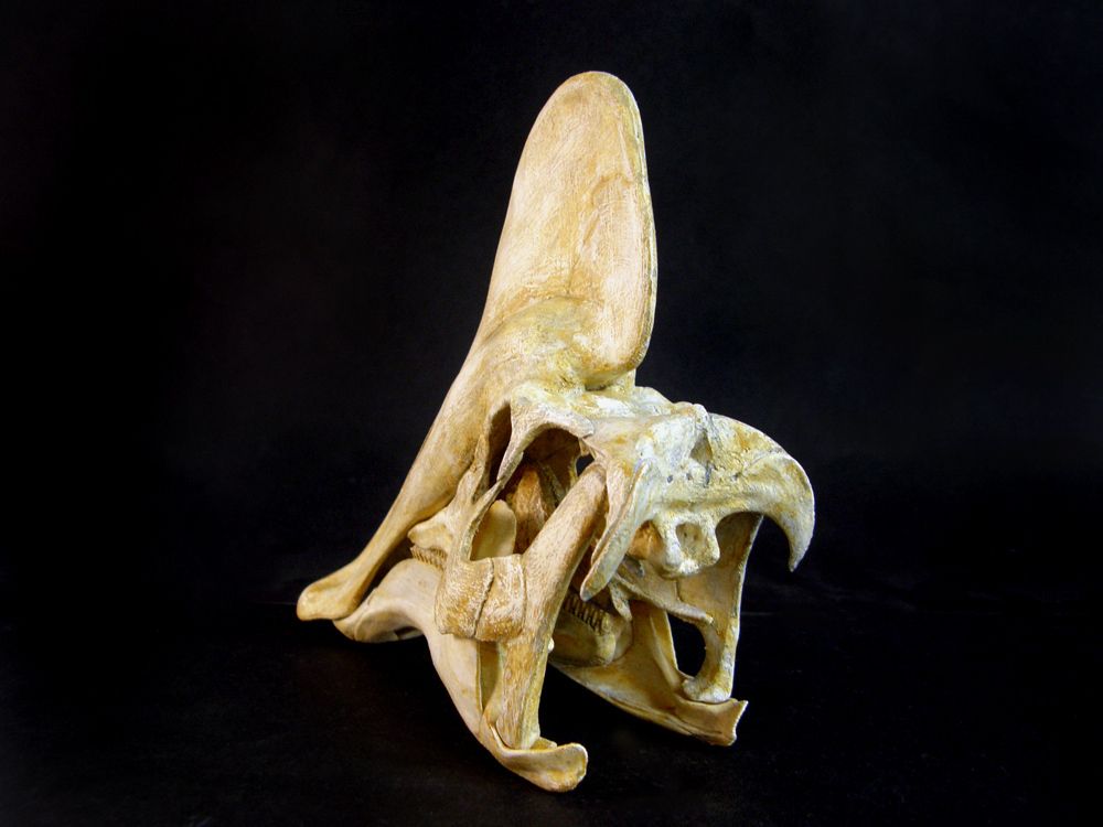 Amuro04.jpg Fichier STL Amurosaurus : Crâne de dinosaure・Design imprimable en 3D à télécharger, LordTrilobite