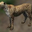 00WW.jpg DOWNLOAD Cheetah 3d model - animated for blender-fbx-unity-maya-unreal-c4d-3ds max - 3D printing Cheetah - LEOPARD - RAPTOR - PREDATOR - CAT - FELINE