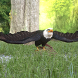 0_00061.png Eagle Eagle - DOWNLOAD Eagle 3d Model - Animated for Blender-Fbx-Unity-Maya-Unreal-C4d-3ds Max - 3D Printing Eagle Eagle BIRD - DINOSAUR - POKÉMON - PREDATOR - SKY - MONSTER