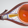 eye-anatomy-1.png EYE CROSS SECTION ANATOMY