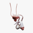 Male_Reproductive_System_Tumbnail.png Male Reproductive System Anatomy