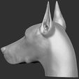 12.jpg Dobermann head for 3D printing