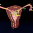 image-0008.jpg Fertilization stages of ovum